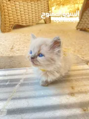  3 قطط (كيتنز) ميكس سكوتش فولد وبرتش لون سلفر بلو  و لون ابيض  للبيع