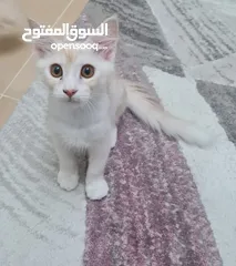  1 تبني مستعجل قط ذكر عمره 4 شهور Urgent adoption a 4-month-old male cat.