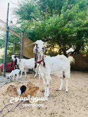  2 Goats and babies for sale