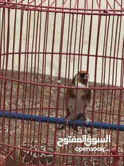  4 للبيع طائر حسون كبيس ولغه