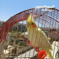  9 عصافير كوكتيل للبيع حبات جامبو ونضيفه