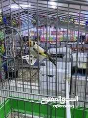  5 فحل حسون طفره مميز