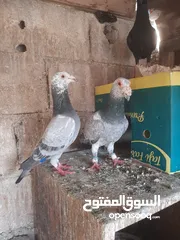  4 3 جواز شغالات للبيع اقراء الوصف قبل ماترن