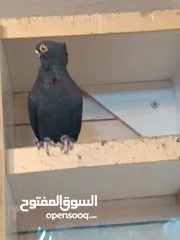  20 تشكيلة حمام مع جوز انجليزيات صفر نخب