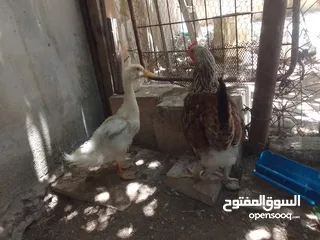  1 كنار وحمام واقفاص بسعر مغري