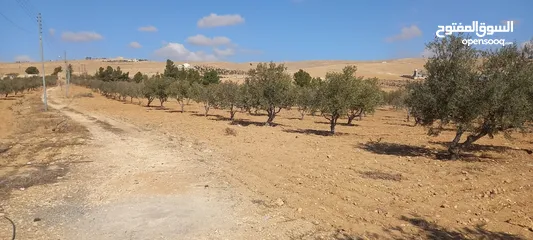  17 مزرعة زيتون للبيع