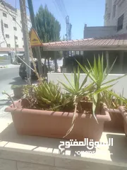  2 زريعة مع قواوير للبيع