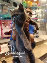  2 قط بريتش ذكر بيور شعر قصير موخذ جميع المطاعم لعوب وجميل