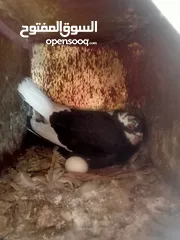  16 حمام للبيع
