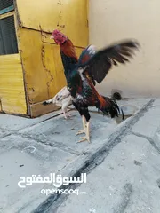  3 ديج. هندي البيع