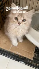  1 3 months old mix persian kitten