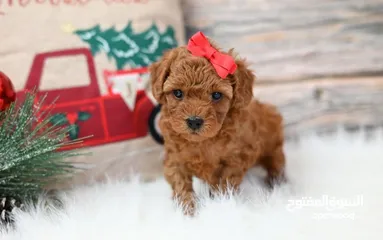  4 Toy Poodle