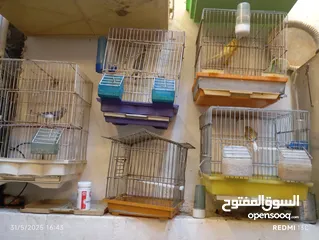  5 طيور كنارت وببغات للبيع