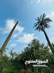  6 بستان للبيع في قضاء شط العرب