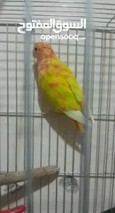  5 انثى روز ((((عين حمــــراء ))))