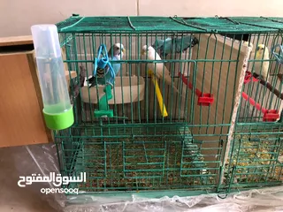  2 جوزين طيور حب مع قفص قابل لا التقسيم و كوخين