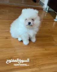  1 Pomeranian Male