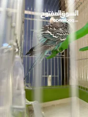  5 طائر حب نادر أليف  A rare love bird