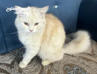  1 قطط للتبني_____مكاني اليرموك اربع شوارع