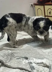  5 متوفرة للبيع شيتوز انثى