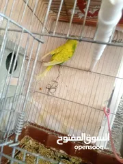  7 طيور حب للبيع او للبدل