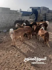  6 حولا سوداني للبيع