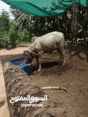  3 ثيران اثيوبيات مطعومات