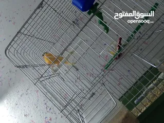  2 عصافير كنتر مفتلات وشغلات