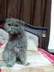  9 قطه سكوتش فولد لون سكني للبيع بسعر مغري جدا للتواصل  القطه اكتير الاليفه وهاديه