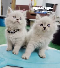  1 همالايا اقرا الوصف