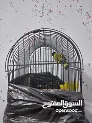  12 سسكن احمر جوز وفحل سسكن اخضر  من النوادر والحبات القليلة جدا بالسوق