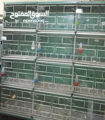  2 غرفة طيور كامله للبيع اقرأ الوصف سعر قابل للتفاوض بشكل بسيط