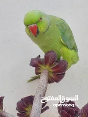  3 ببغاء درارة هندي ذكر كوكو عمر سنتين مطوق اليف جدا ما بعض نهائي لعوب بحب الاطفال