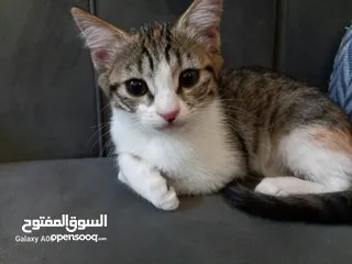  7 الأم قطه شيرازي وصغارها 3 كيتن نوعهم مكس العمر شهرين  للتبني فقط