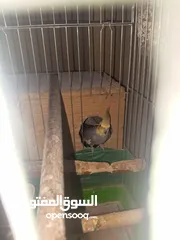  5 جوز طيور كوكتيل شغالات ومنتجات بأذن الله تعالى