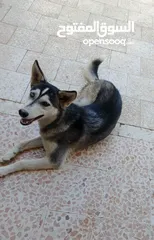  1 كلب هاسكي انثى