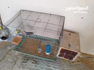  1 جوز كوكتيل