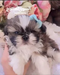  6 Purebred shihtzu puppies