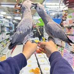  12 كاسكو مكاو كوكاتو امزون