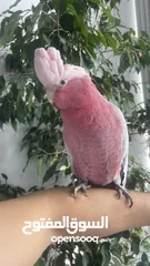  1 Galah Cockatoo