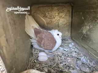  17 حمام اوزبيك روسي  وكالوت  نخب النخب