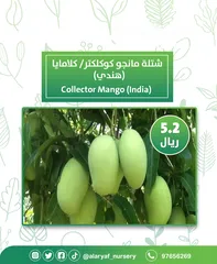  13 شتلات و أشجار المانجو المختلفة لدى مشتل الأرياف بأسعار مناسبة ومنافسة  mango tree