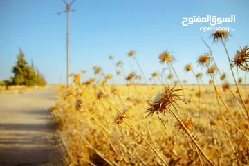  3 زيت زيتون بلدي شفا بدران بسعر مغري يوجد سيارة توصيل