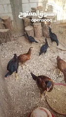  9 دجاج بكستاني