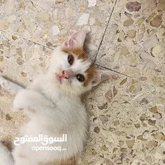  3 قطط للتبني