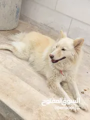 5 كلب هاسكي سيبيري العمر 11شهر انثى