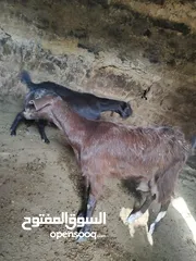  12 ثنايا شاميات  نخب كفاله حليب