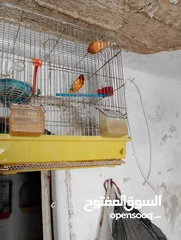  5 جوز كنار جوكر