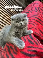  1 سكوتش تربل فولد بيور للبيع