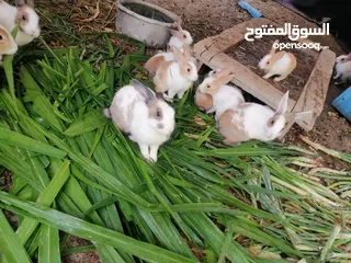  7 ارانب عمانية للبيع